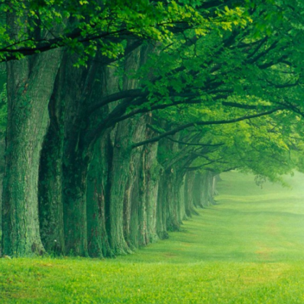 RFS-1聚合物水泥复合防水涂料（981）